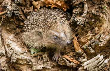 Hedgehog in autumn, wild, free roaming hedgehog, taken from within a wildlife hide to monitor the health and population of this favourite but declining mammal, copy space