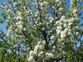 Delicate white flowers that open the petals under the rays of the warm spring sun on the branches of flowering apricot trees.