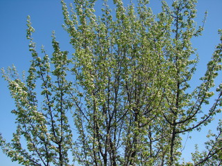 Natural pattern of flowering fruit trees in mid-spring on a background of blue April sky.