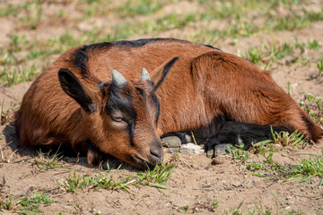 Naklejka na ściany i meble Young brown goat in grass field at spring