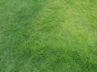 Green grass background in the park  with copy space.Green lawn texture