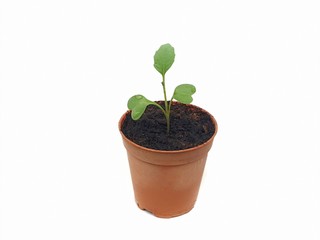 young plant in a pot.Seedlings in plastic pots isolated on white background with copy space.  seedling cultivation