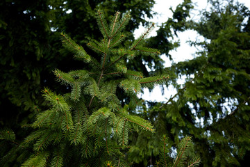 Fototapeta premium green fir branch, nature background