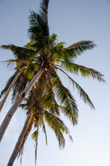 Fototapeta na wymiar coconut palm tree on a lonesome island