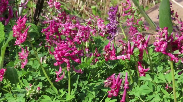 flowerbed of pink and purple Corydalis flowers.