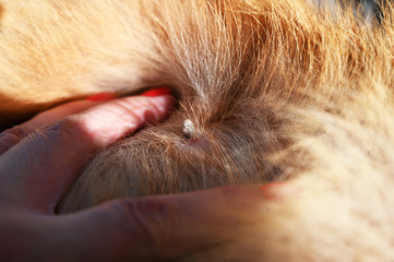 close up of a dog fur with tick.
