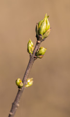 tip of tree twig with opening leaf buds
