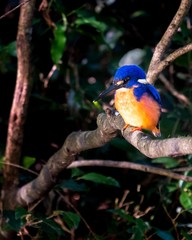 Beautiful Azure Kingfisher sitting on  a branch