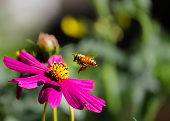 Bee Hovering over a Pink Flower