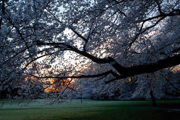 満開の大きな桜の木に朝日