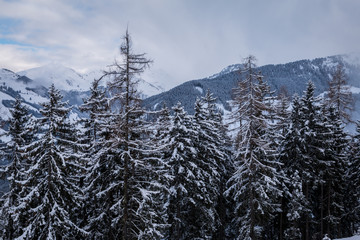 Alberi innevati in Sud Tirolo, Alpbachtal, Austria