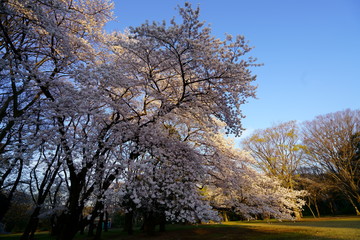 満開の大きな桜の木に朝日