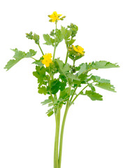 Celandine flowers on a white background.