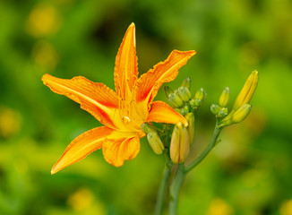 orange day-lily, tawny daylily, corn lily, tiger daylily, fulvous daylily, ditch lily, railroad...