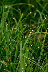 in the morning when everything still glitters - tomorrow dew in forest meadow