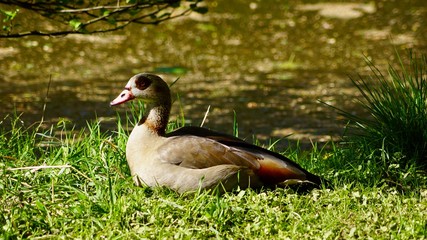 Ente