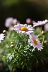 Bl&uuml;hende Strauchmargerite