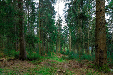 The trees in the green Black Forest, Germany
