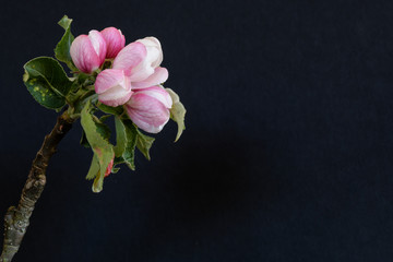 Zweig mit Apfelblüten vor schwarzem Hintergrund - Makroaufnahme - Das Foto ist auf Grund der...