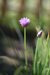 Blühender Schnittlauch (Allium schoenoprasum)