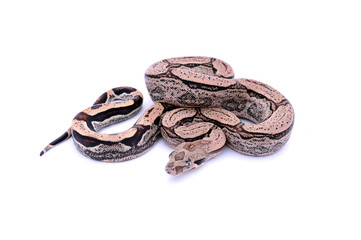 Boa constrictor imperator Arabesque