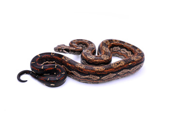 Obraz premium Boa constrictor imperator Inca