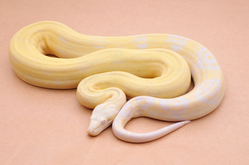 Boa constrictor imperator Snow