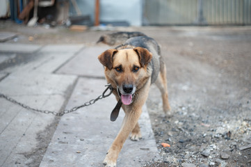 beautiful red-brown dog with his tongue hanging out