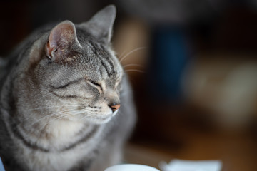 美しいネコちゃん