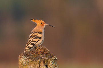 Eurasian Hoopoe or Common hoopoe (Upupa epops)
