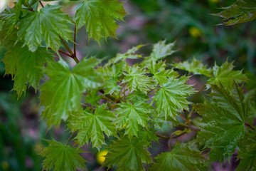 green maple leaves