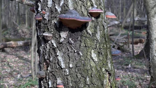 Tinder funguses  (Fomes fomentarius) parasitig on a tree trunk. Verical Dolly shot.