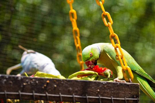 Close-up beautiful colored parrot in the park eating red hot pepper. Bird watching