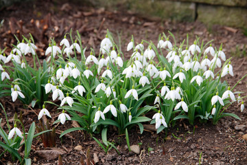 Schneeglöckchen (Galanthus) oder Frühlingsknotenblume (Leucojum vernum) Frühblüher mit weißen Blüten