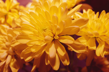 Close up of yellow chrysanthemum flower, toned
