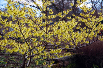 Zaubernuss (Hamamelis) Zierstrauch mit gelben Blüten