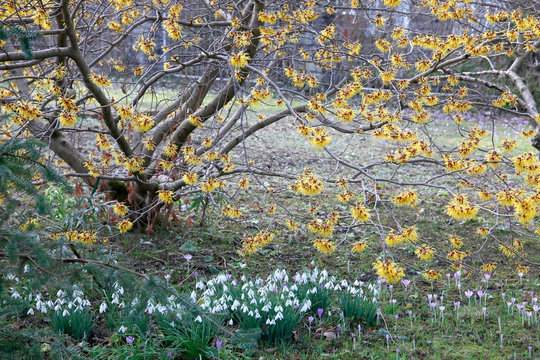 Zaubernuss (Hamamelis) Zierstrauch mit gelben Bl&uuml;ten