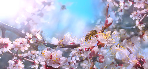 Spring banner, branches of blossoming cherry against background of blue sky and bee on nature outdoors. Sakura flowers, dreamy romantic image spring, landscape panorama, copy space.