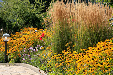  Gewöhnliche Sonnenhut (Rudbeckia fulgida) mit Ziergräser im Blumenbeet