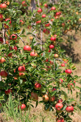 Rote reife Äpfel am Baum, Apfelplantage, Nutzpflanze 