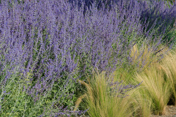 Blauraute (Perovskia atriplicifolia) oder Silberstrauch mit blauen Blüten und Ziergräser