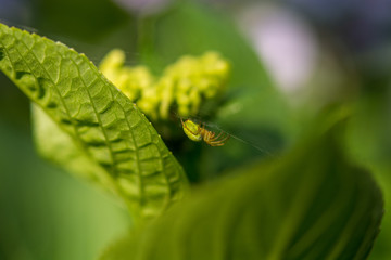 grüne Spinne