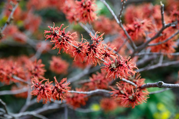 Zaubernuss (Hamamelis vernalis) Zierstrauch mit roten Blüten