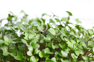 Fresh micro greens closeup. Mustard Sprouts.