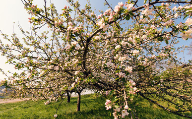 Fototapeta na wymiar Relaxing in springtime: Beautiful apple tree garden blossoming on sunny spring day. Blooming apple trees with bright blue sky and green meadow in Germany, Europe.