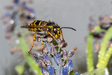królowa osy dachowej (Vespula germanica)