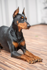 Portrait of a Doberman. Photographed close-up in a city apartment.