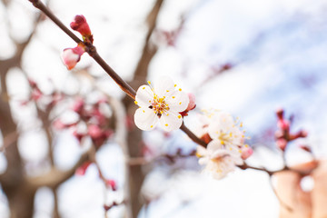 Flowering birch branch against the sky. Spring flowering trees