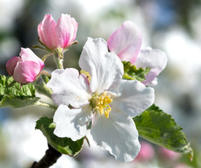 Relaxation in beautiful springtime: Close-up of branch with apple blossoms. The apple tree is in bloom in Germany, Europe.
