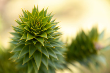 close up of pine needles